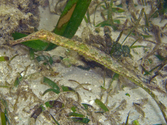 Syngnathoides biaculeatus (Pseudo ippocampo simmetrico)